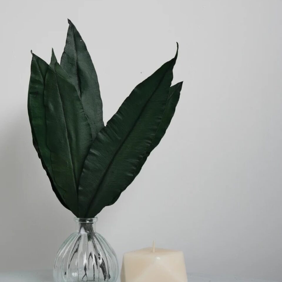Tropical Leaf Stabilisée