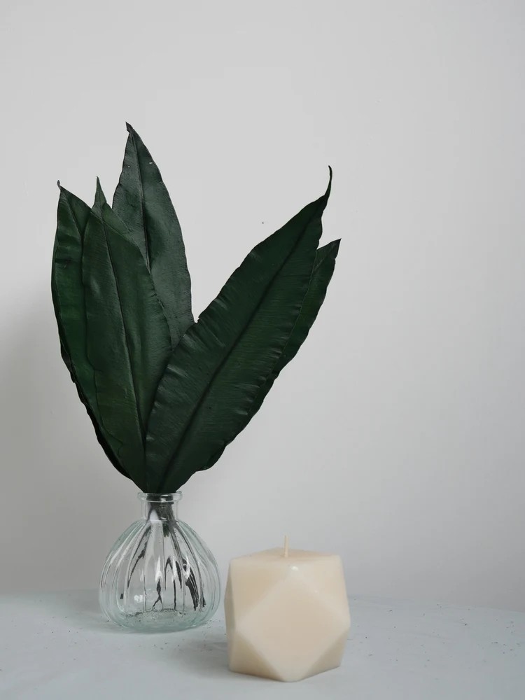 Tropical leaf stabilisée décoration