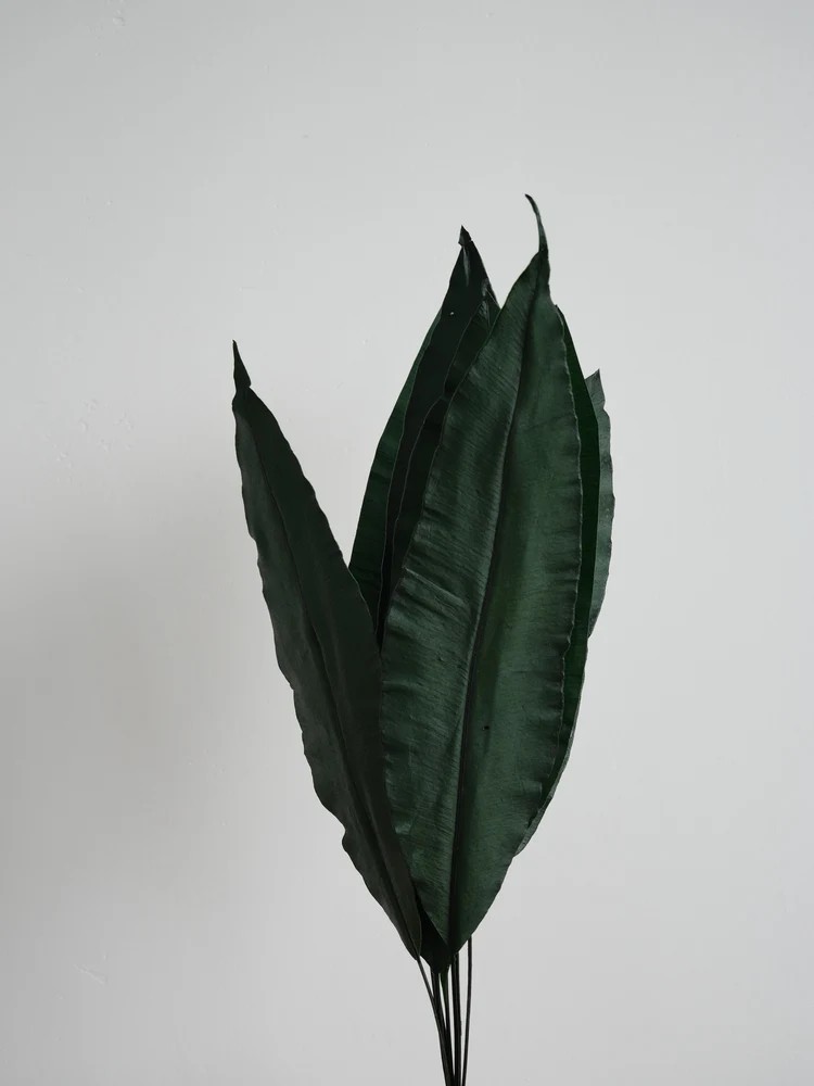 Tropical leaf stabilisée