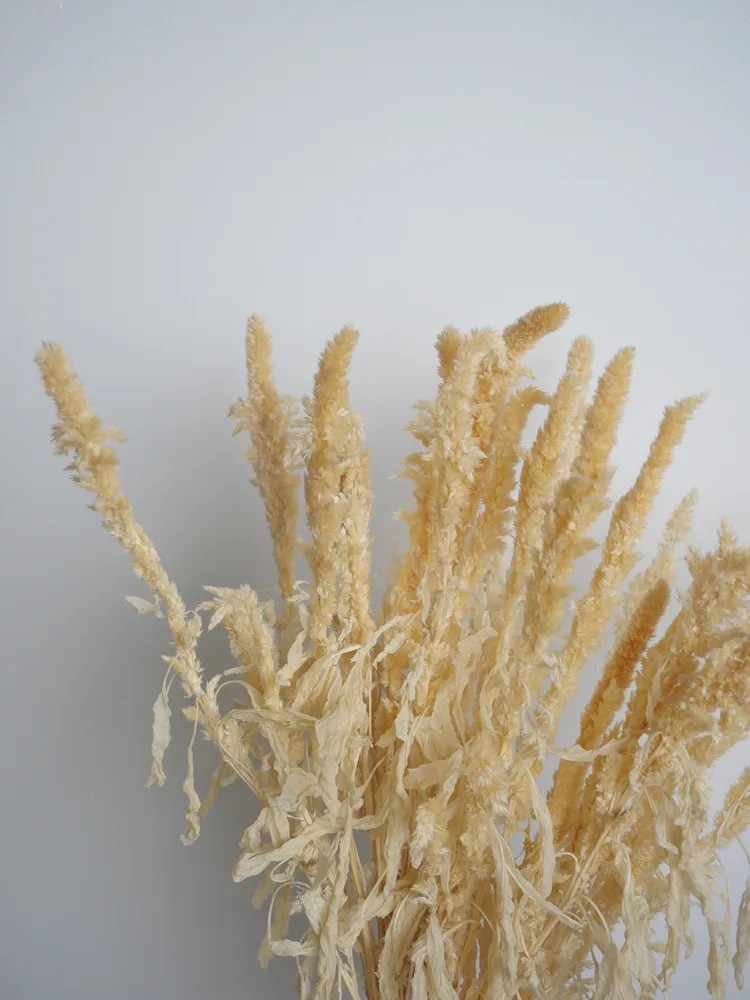 Amarante epi feuillage stabilisée détails