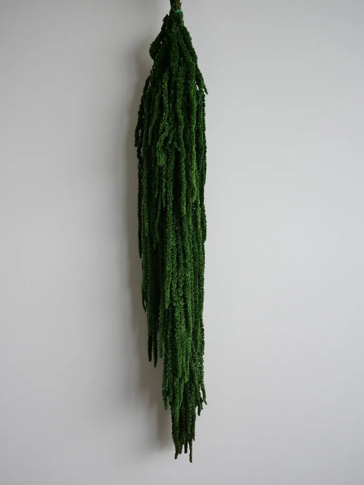 Amarante verte foncée stabilisée retombante
