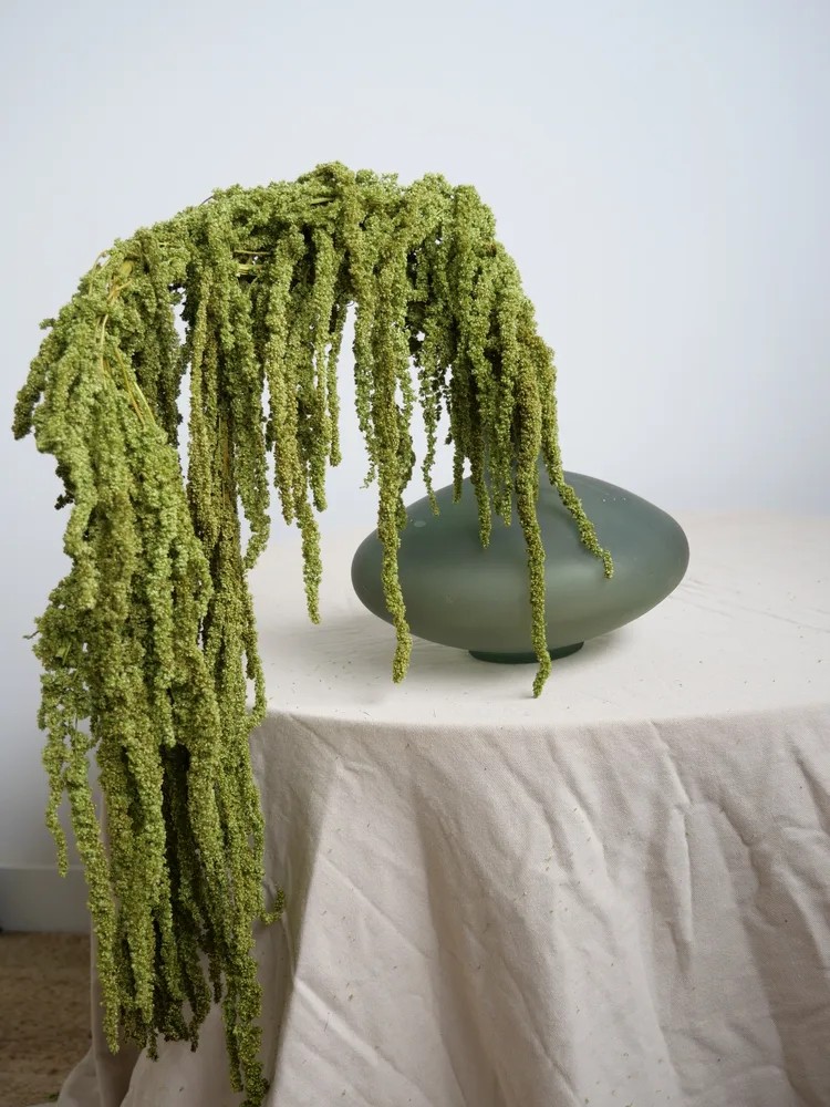 Amarante verte claire stabilisée