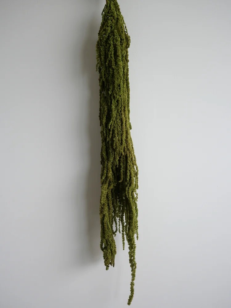 Amarante verte claire stabilisée retombante