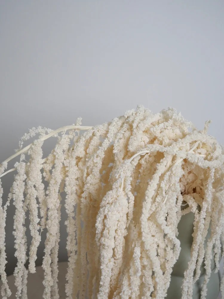 Amarante blanche stabilisée détails