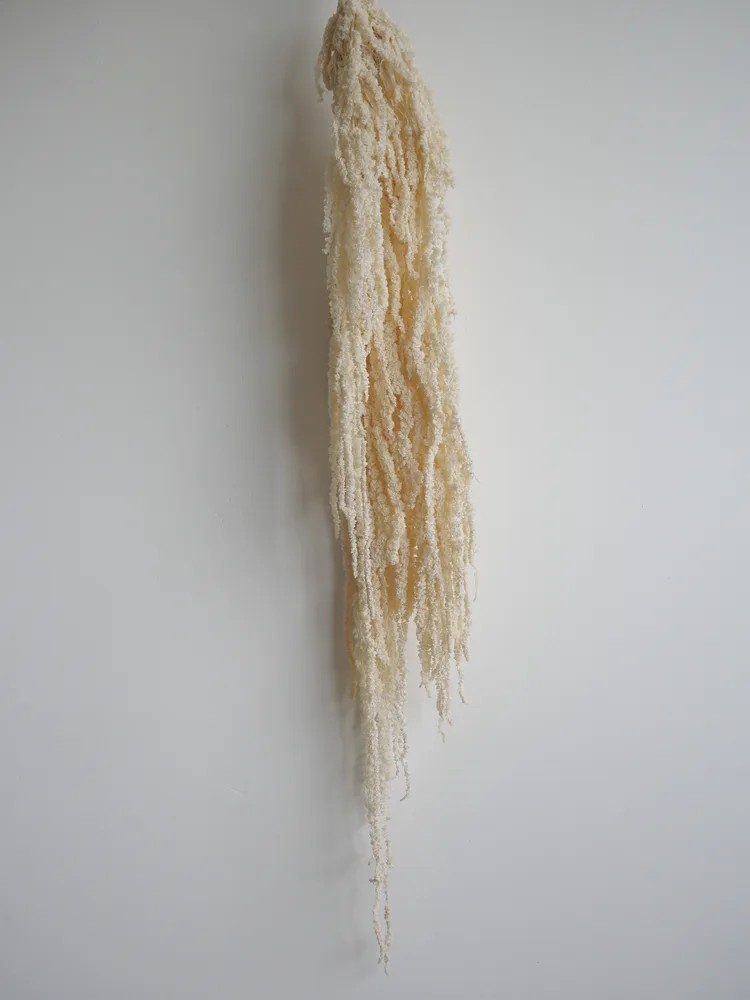 Amarante blanche stabilisée retombante