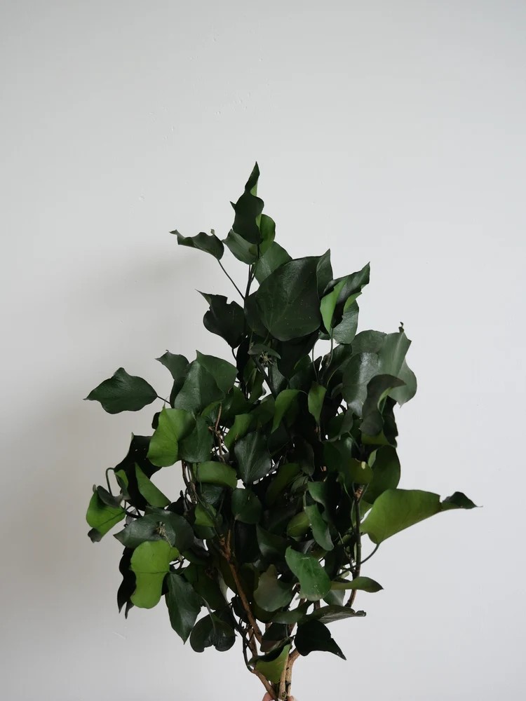 Lierre vert stabilisé
