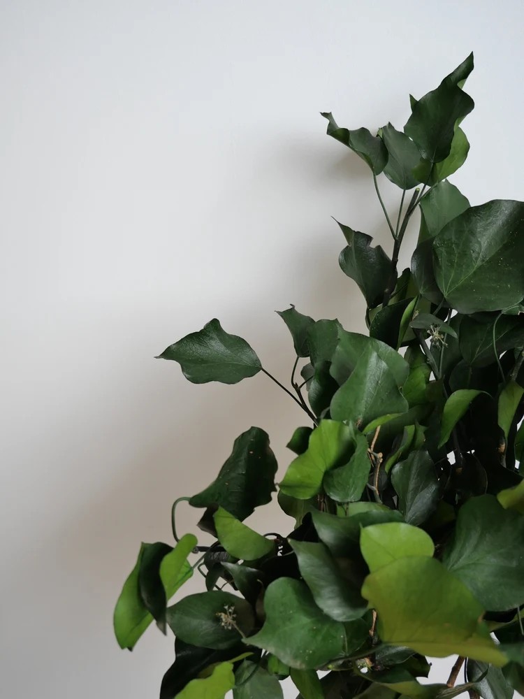 Lierre vert stabilisé détails