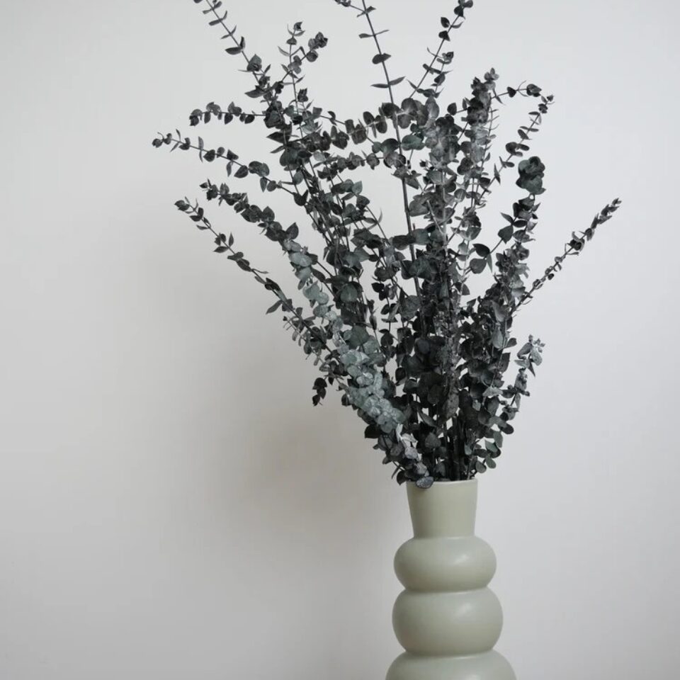 Eucalyptus Baby-Blue Stabilisé
