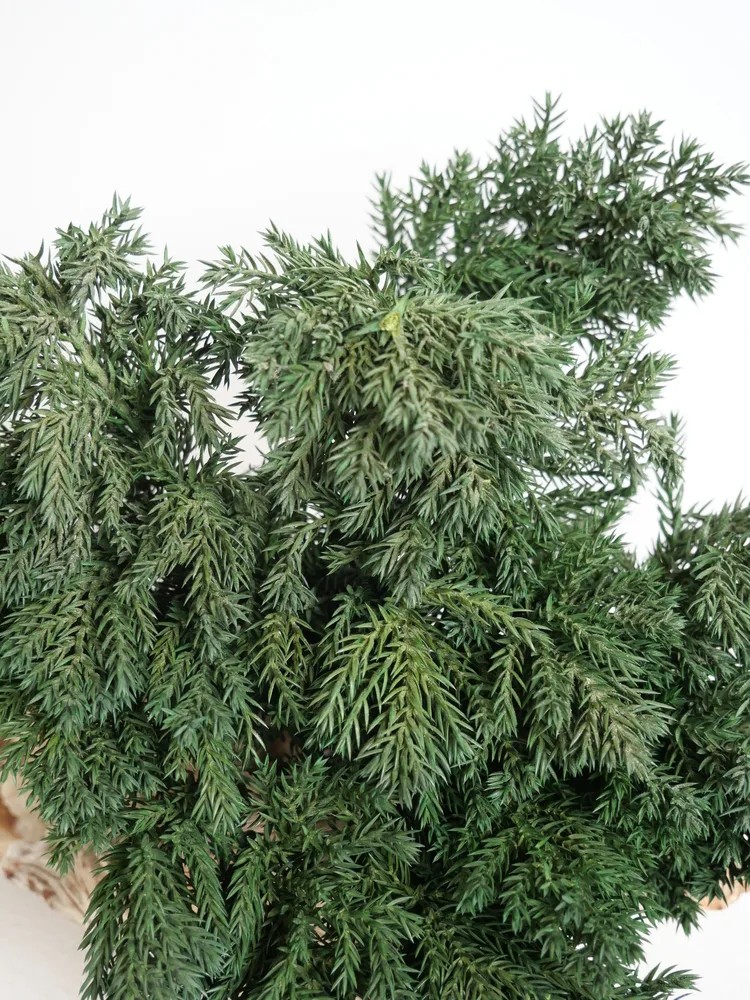 Juniperus stabilisé