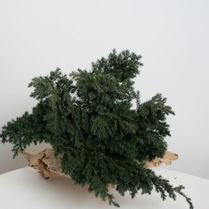 Juniperus stabilisé