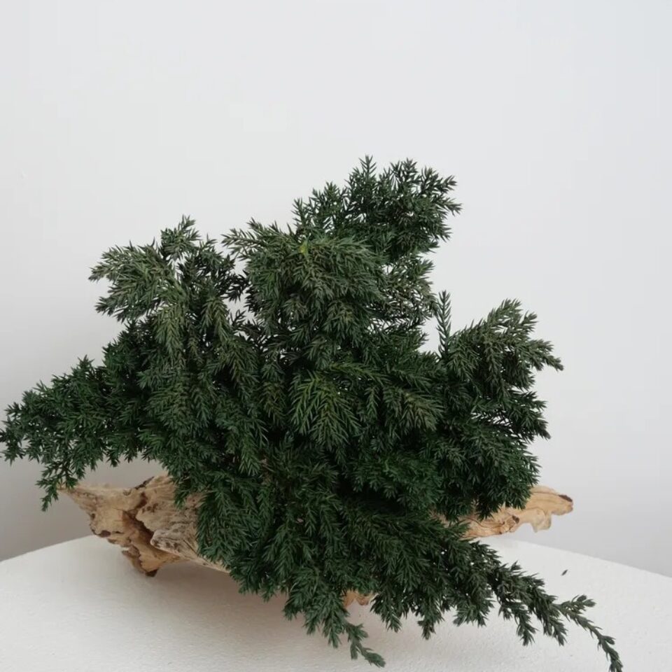 Juniperus Stabilisé