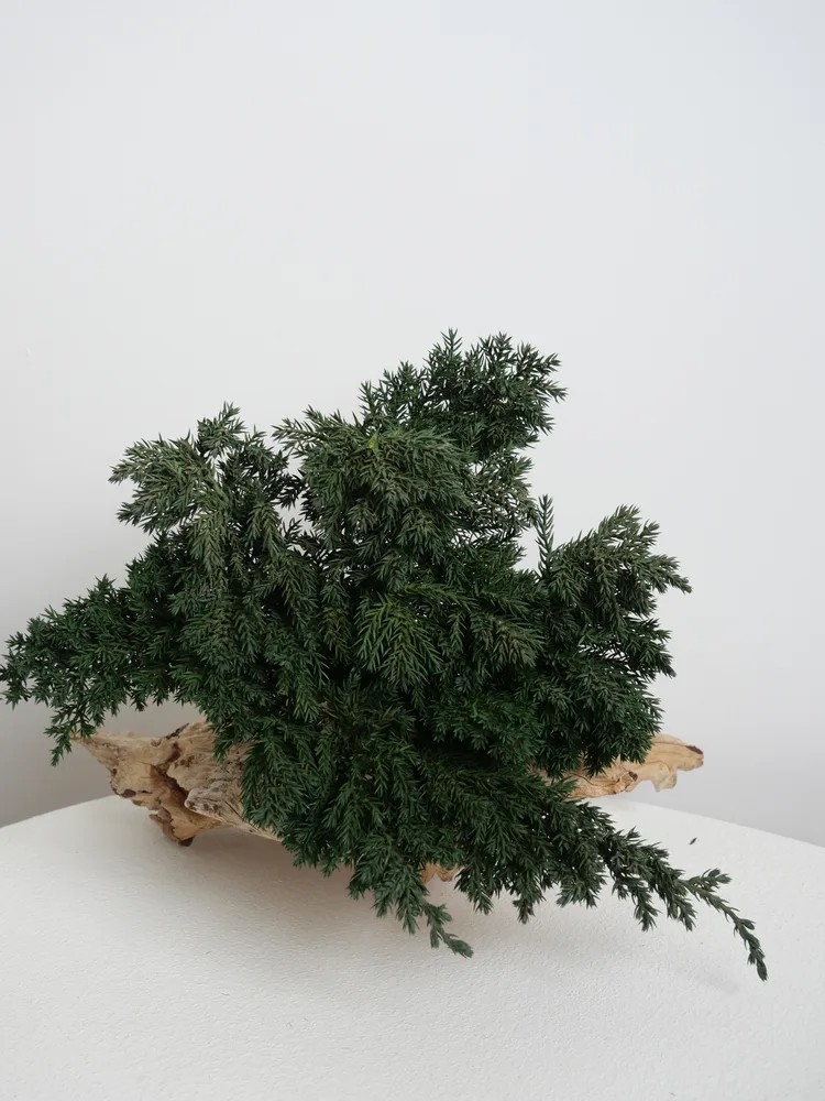 Juniperus stabilisé