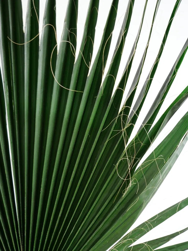 Palme de washingtonia stabilisée verte détails