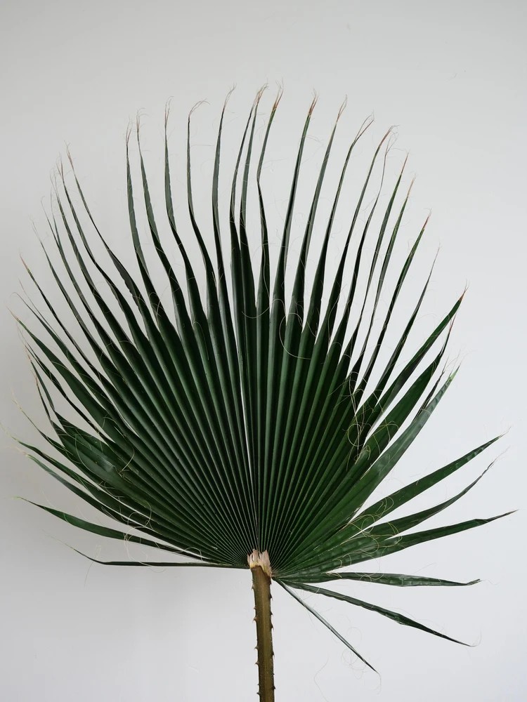 Palme de washingtonia stabilisée verte