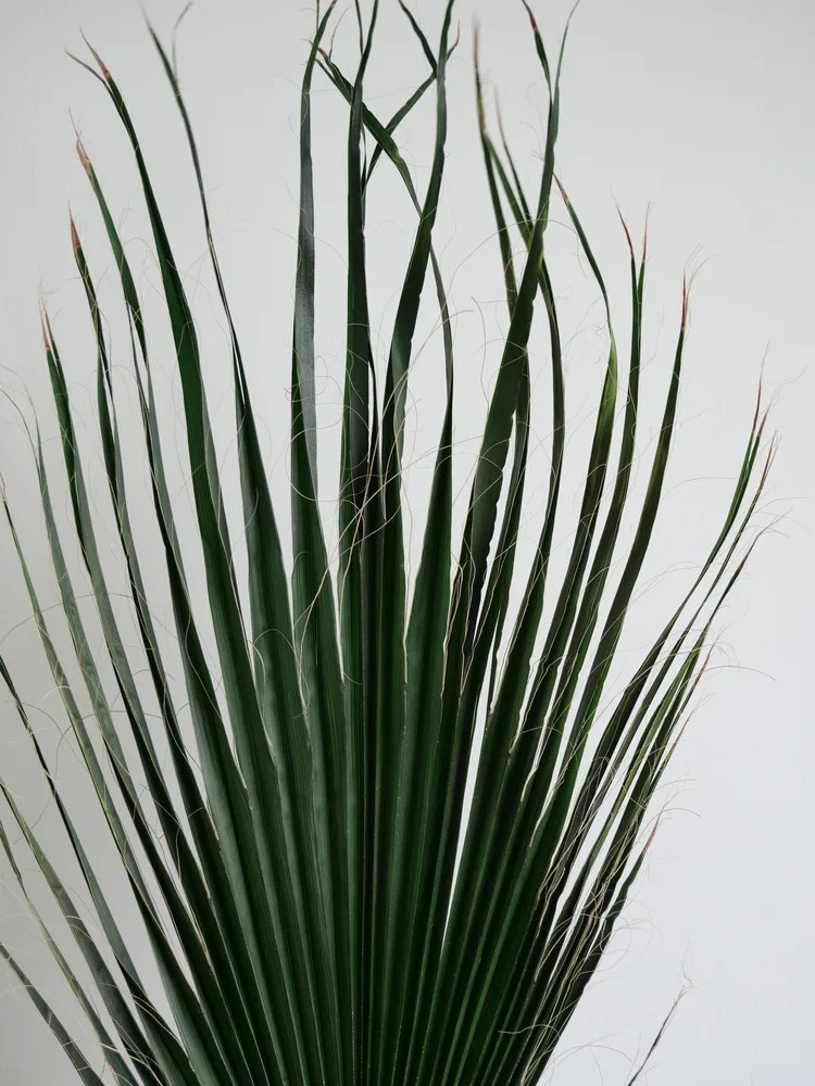 Palme de washingtonia verte détails