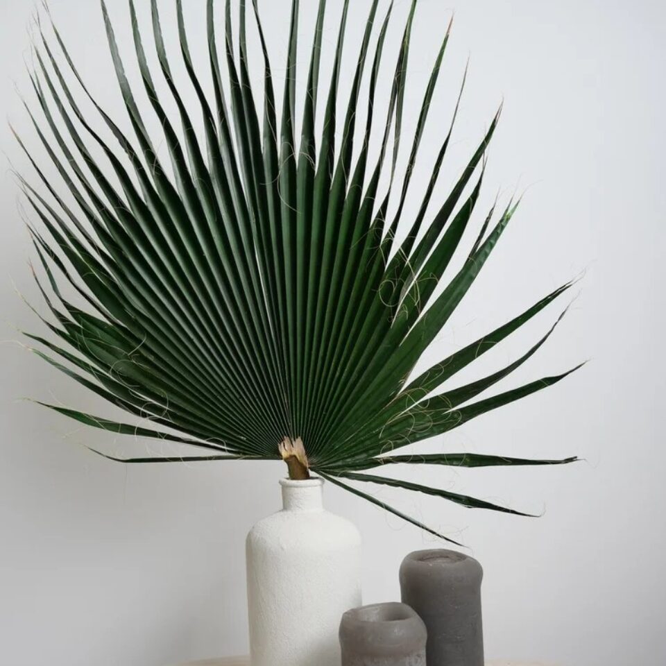 Palme de Washingtonia Stabilisée