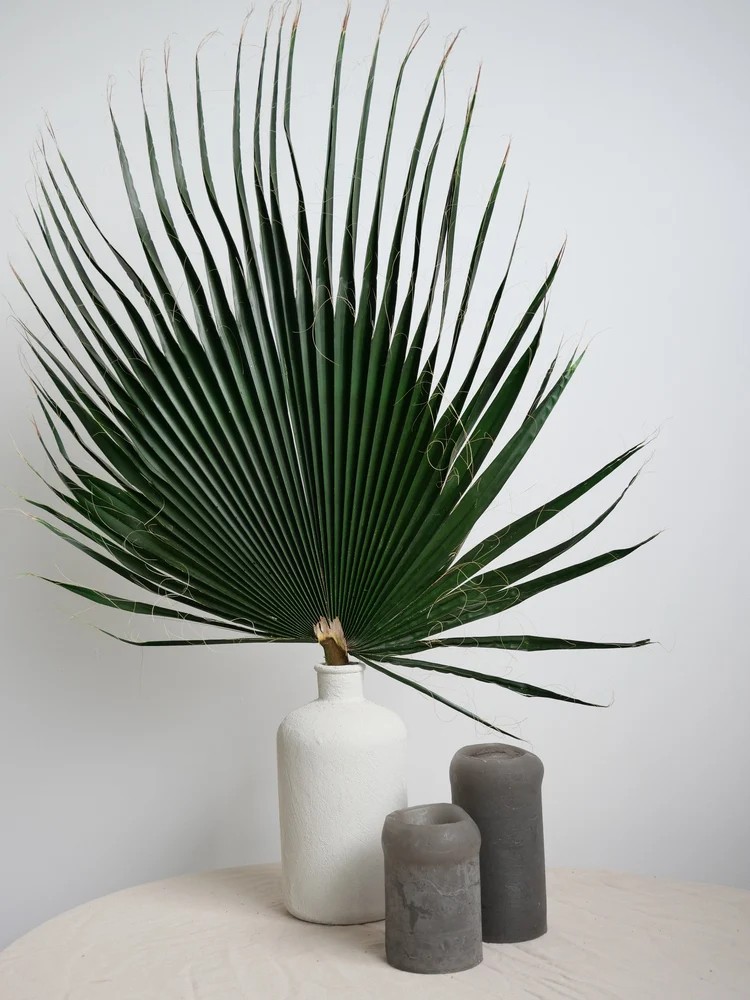 Palme de washingtonia verte stabilisée