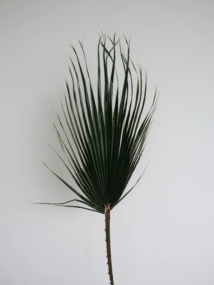 Palme washingtonia stabilisée verte