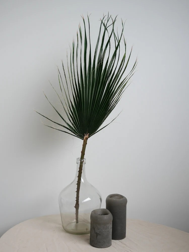 Palme de washingtonia stabilisée verte decoration intérieure