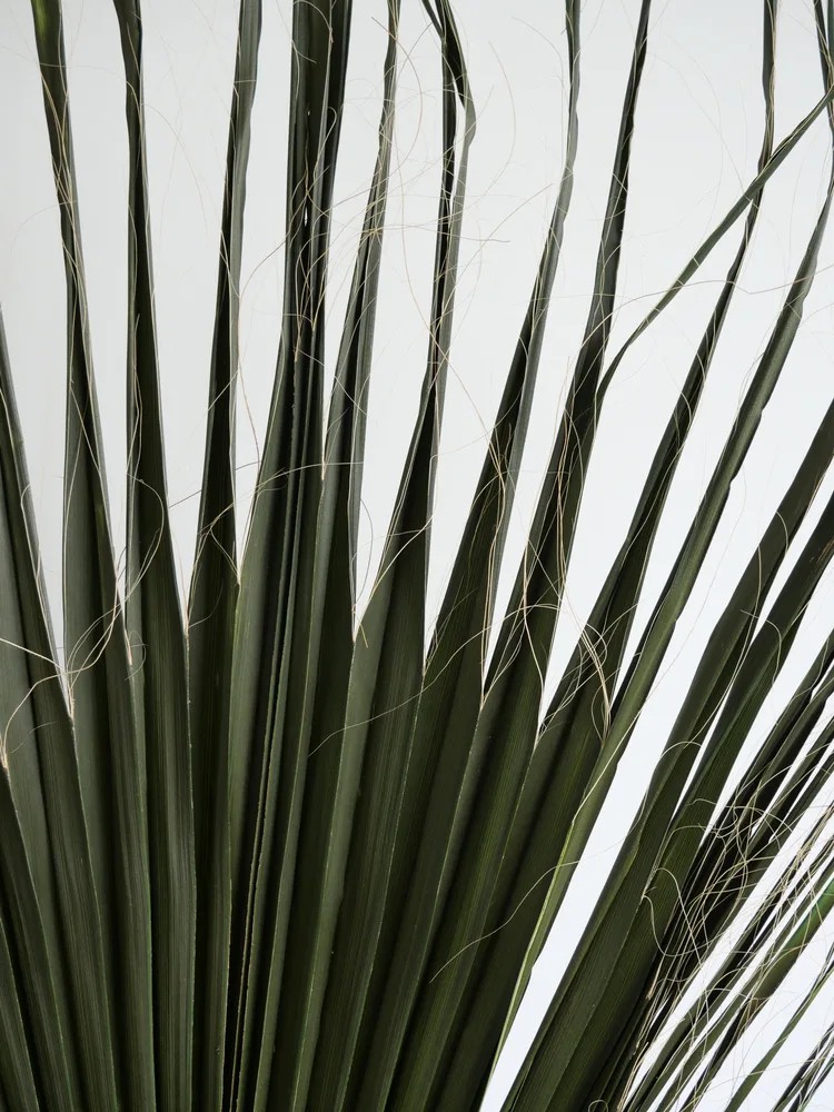 Feuillage palme de washingtonia stabilisée