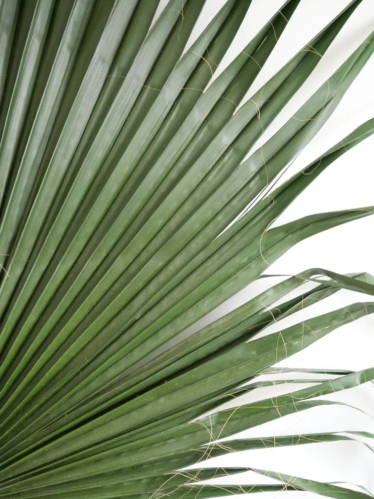 Détails palme wahsingtonia