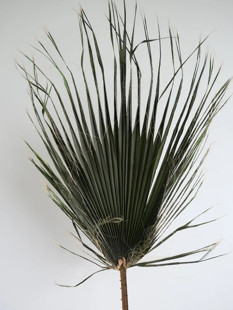 Palme de washingtonia moyenne