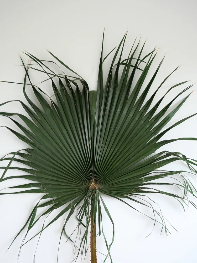 Palme de washingtonia stabilisée verte XXL