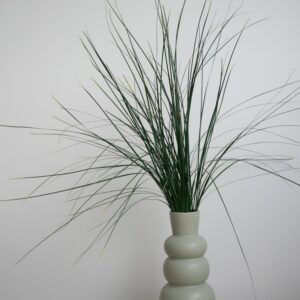 Bear grass stabilisé décoration interieure