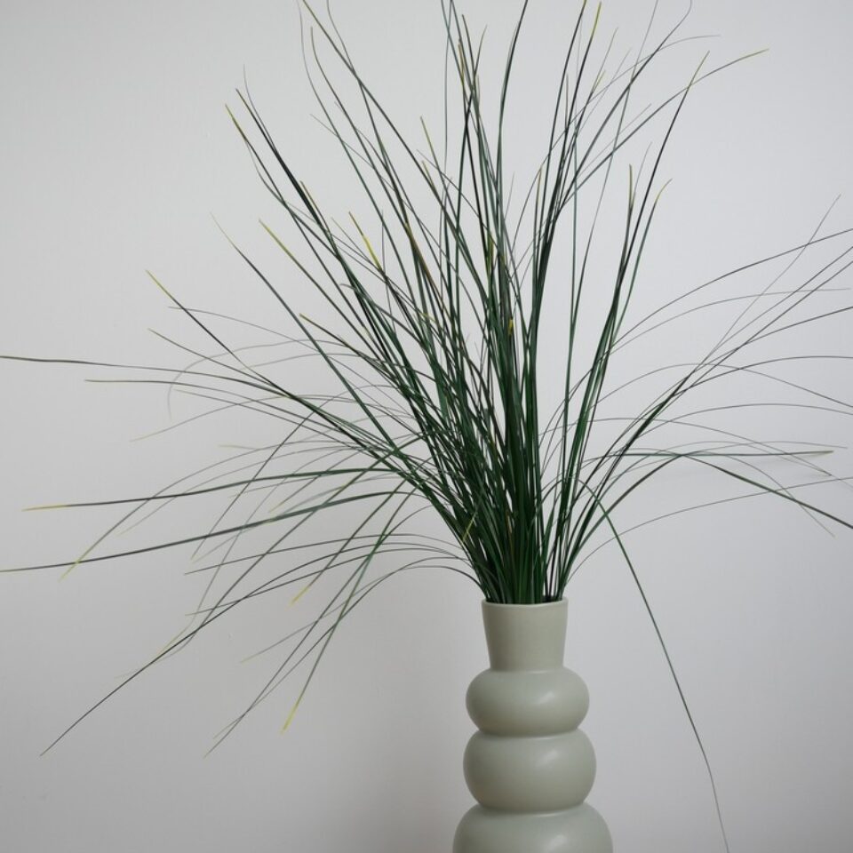 Bear Grass Stabilisé