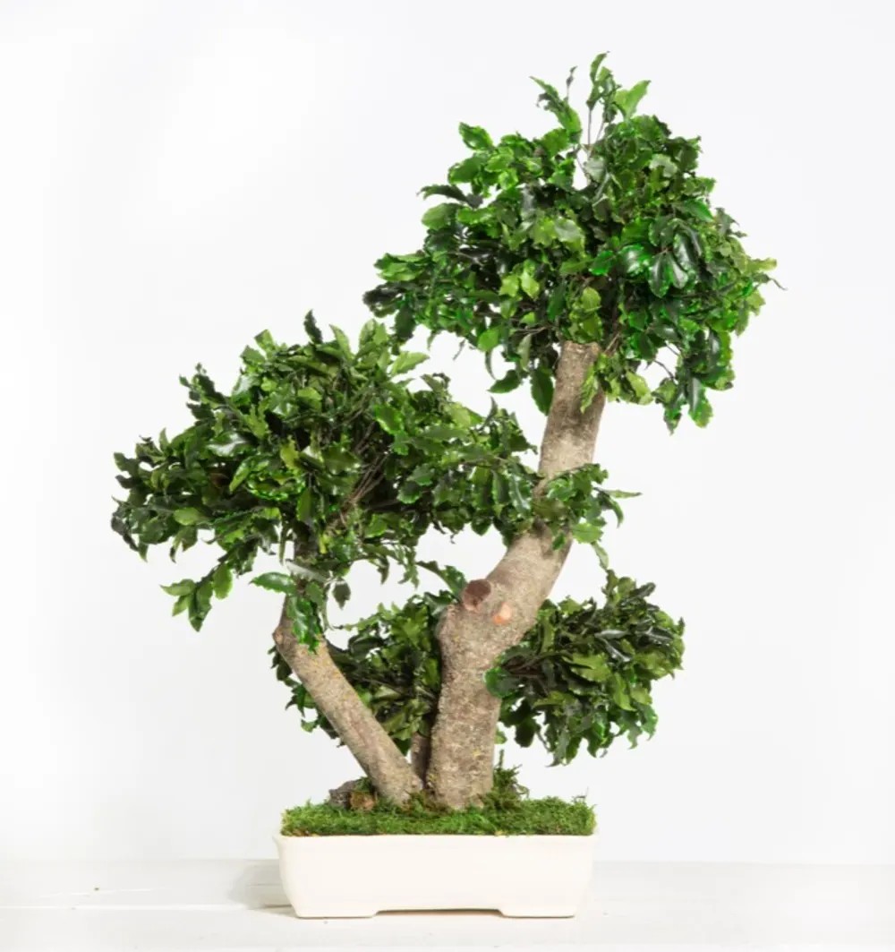Bonsaï tenuifolium stabilisé 50cm