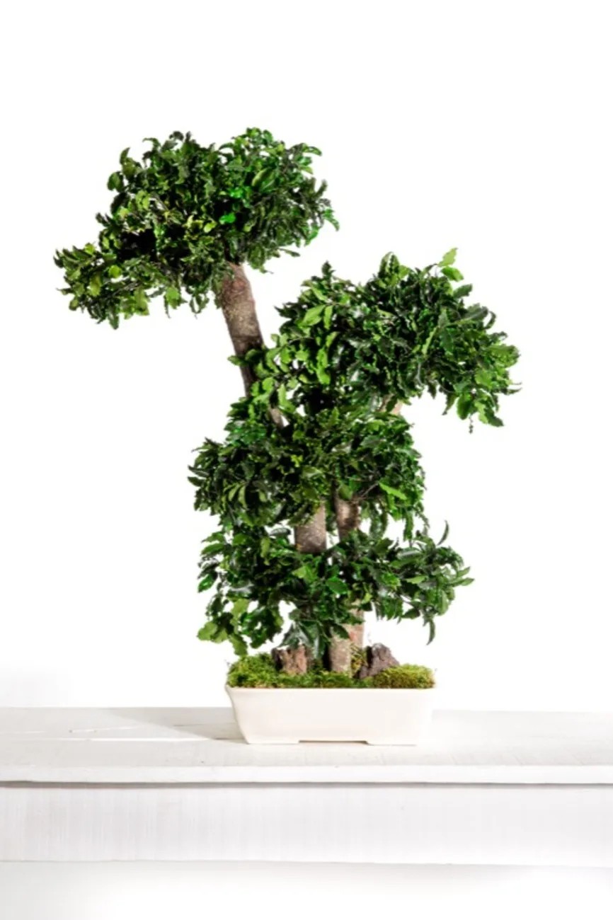 Bonsaï tenuifolium stabilisé 70cm