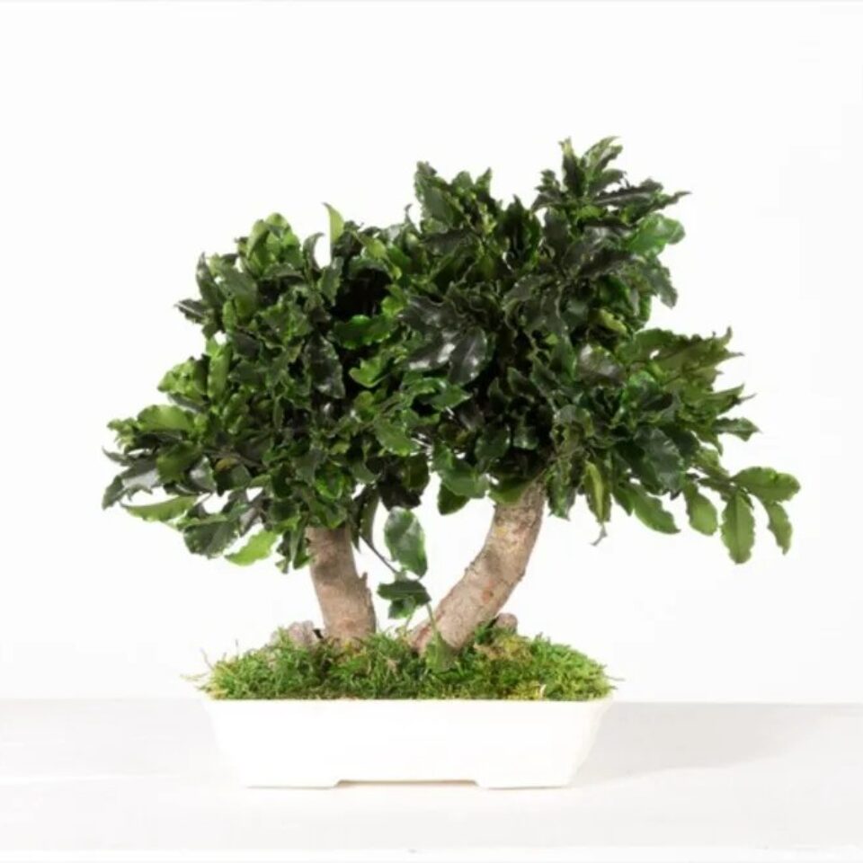 Bonsaï Tenuifolium Stabilisé