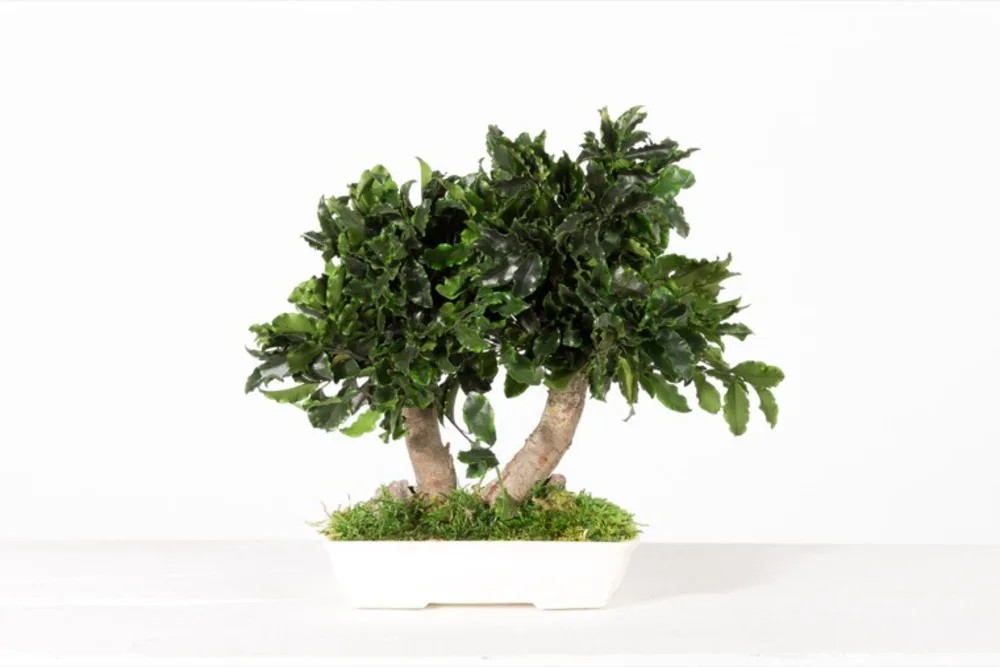 Bonsaï tenuifolium stabilisé 20cm