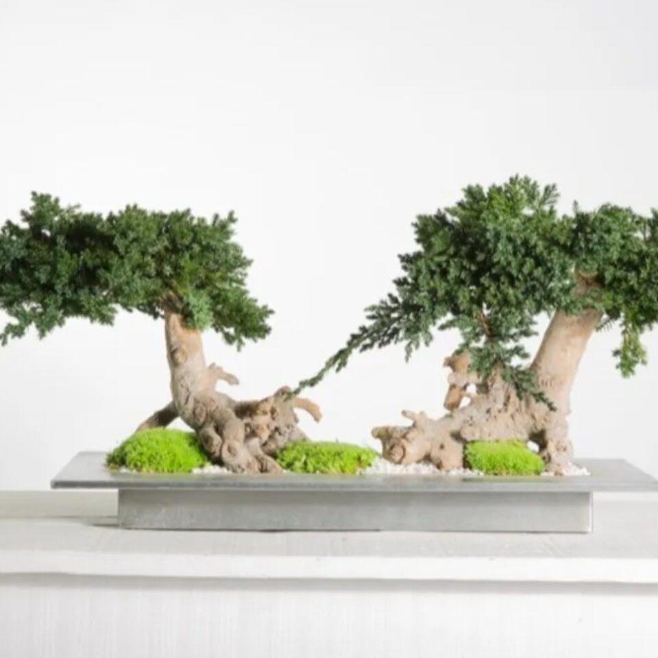 Bonsaï Juniperus Double Vine Root Stabilisé