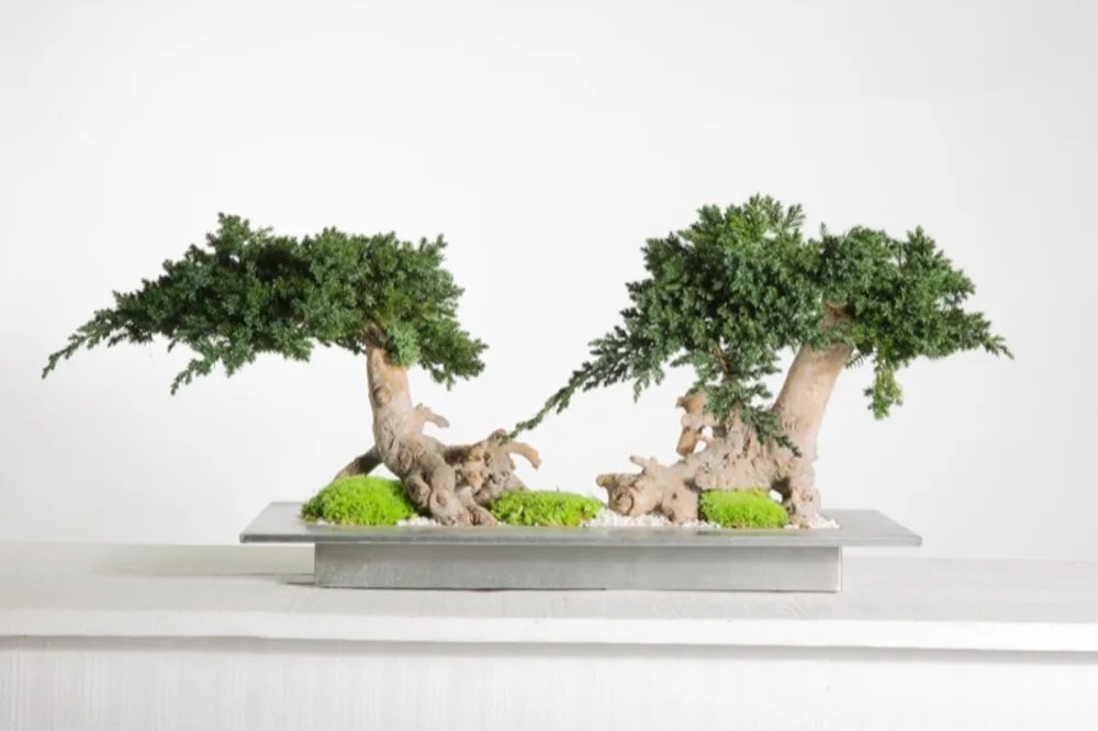 Bonsaï Juniperus Double Vine Root Stabilisé vert