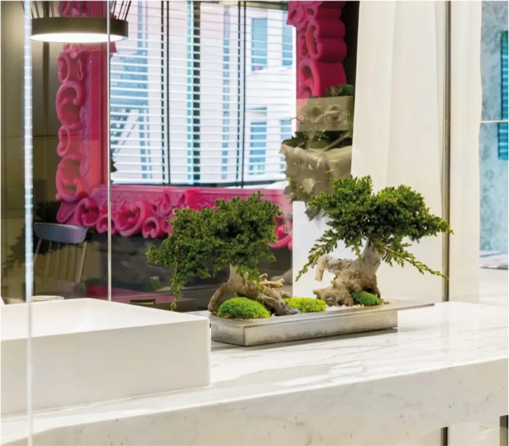 Bonsaï Juniperus Double Vine Root Stabilisé vitrine