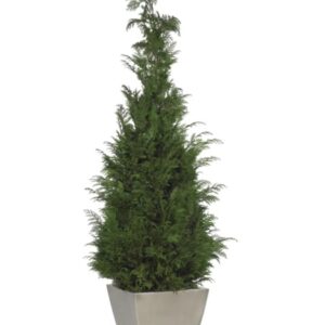 Stardust Conifer stabilisé 160cm