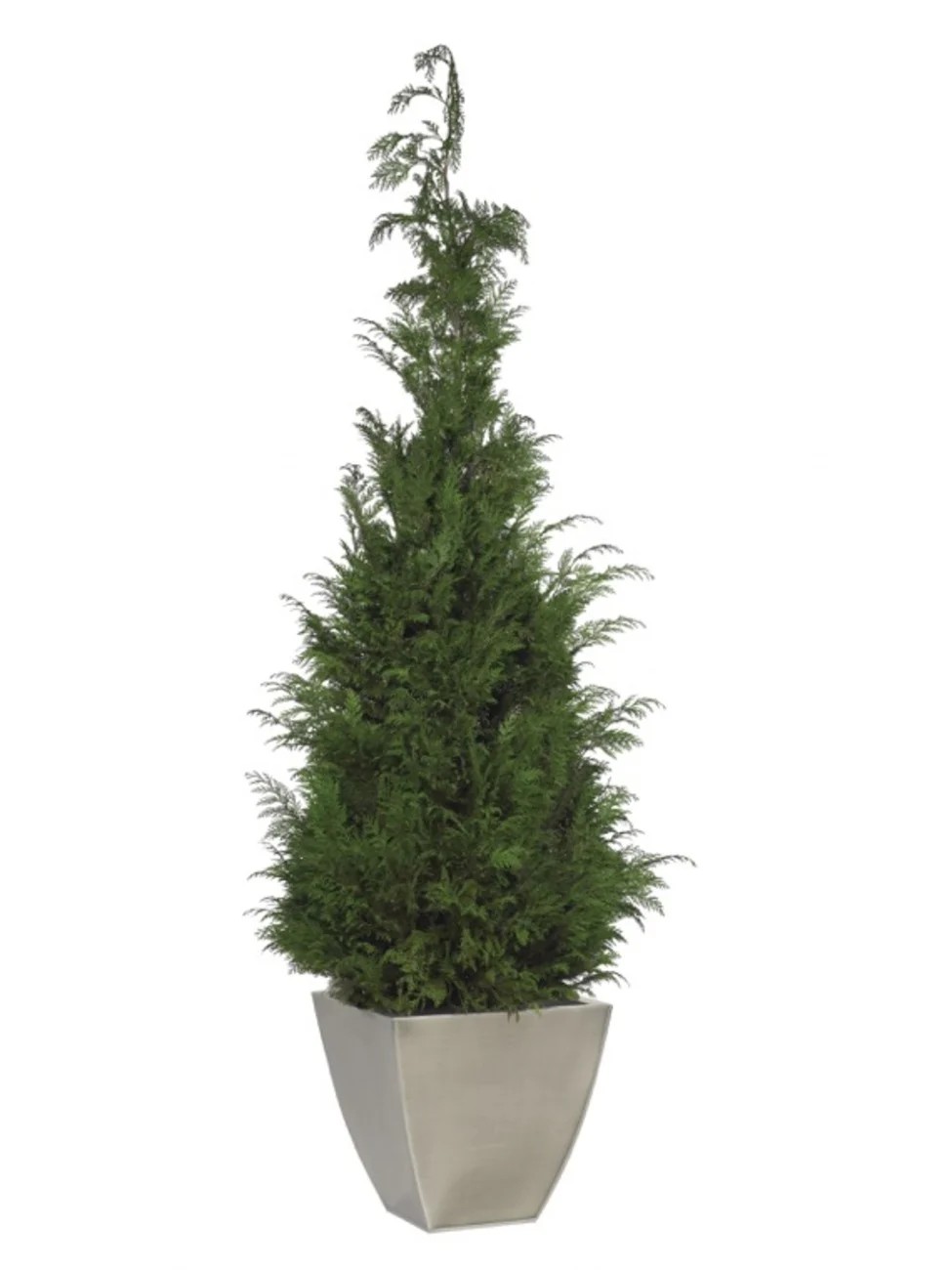 Stardust Conifer stabilisé 160cm