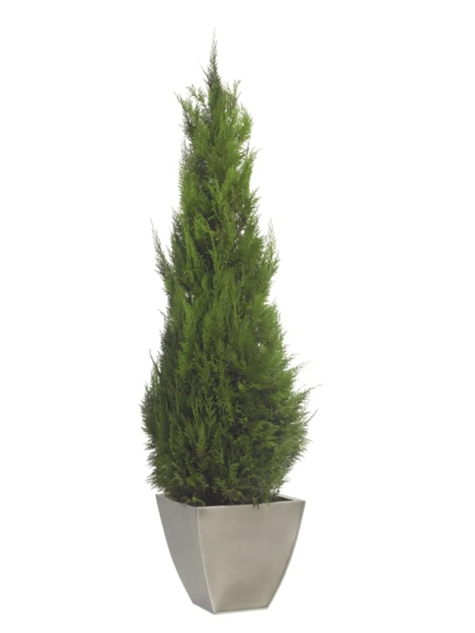 Stardust Conifer stabilisé 140cm