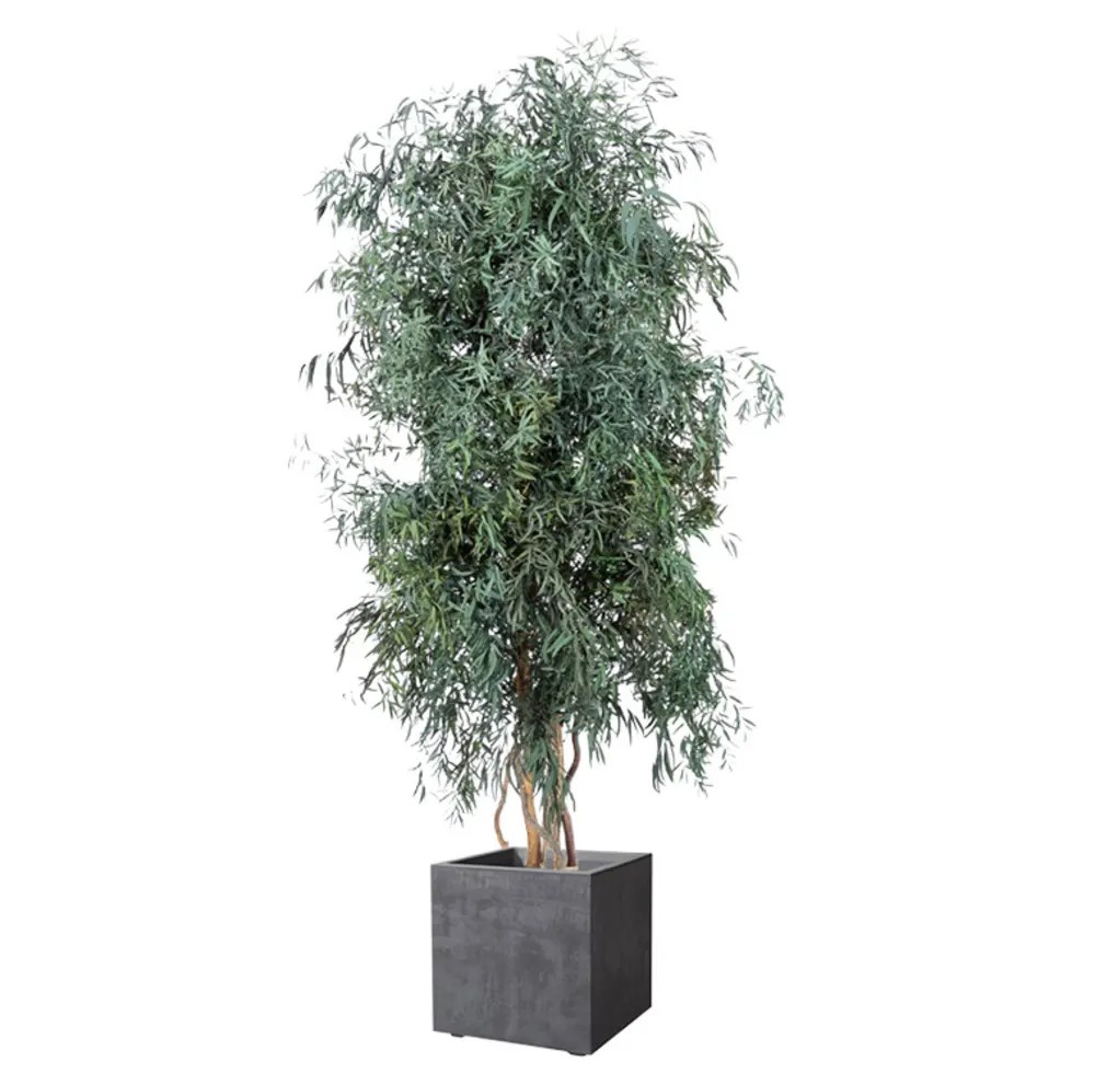 Eucalyptus Nicoly large stabilisé 180cm
