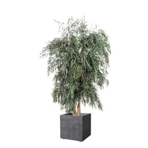 Eucalyptus Nicoly large stabilisé 130cm