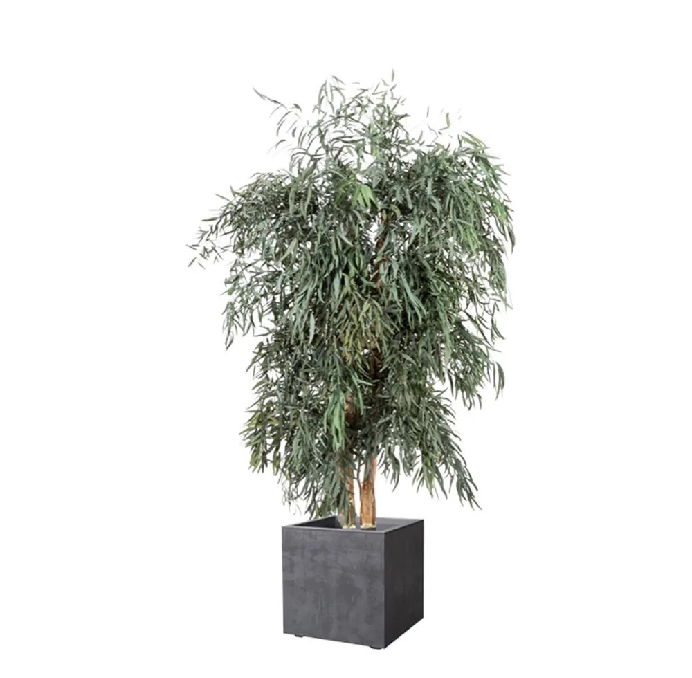 Eucalyptus Nicoly large stabilisé 130cm