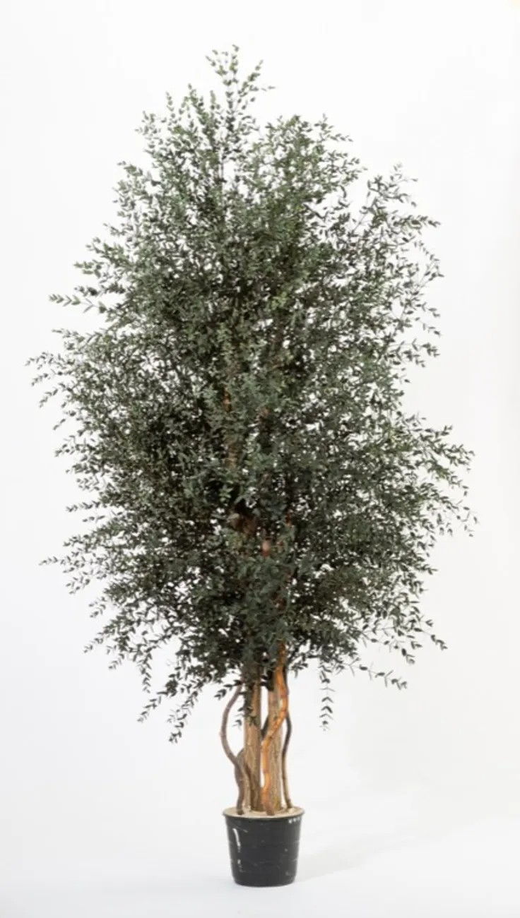 Parvifolia Wide stabilisé vert 180cm