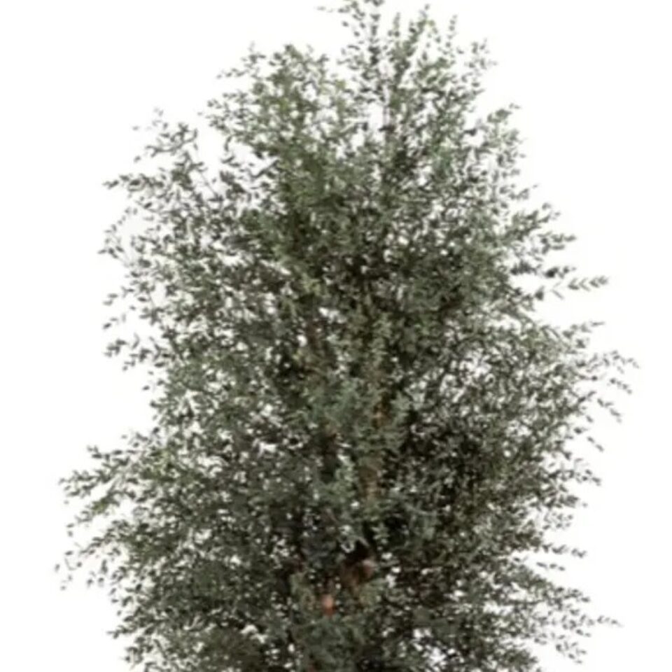 Parvifolia Wide Stabilisé – Vert