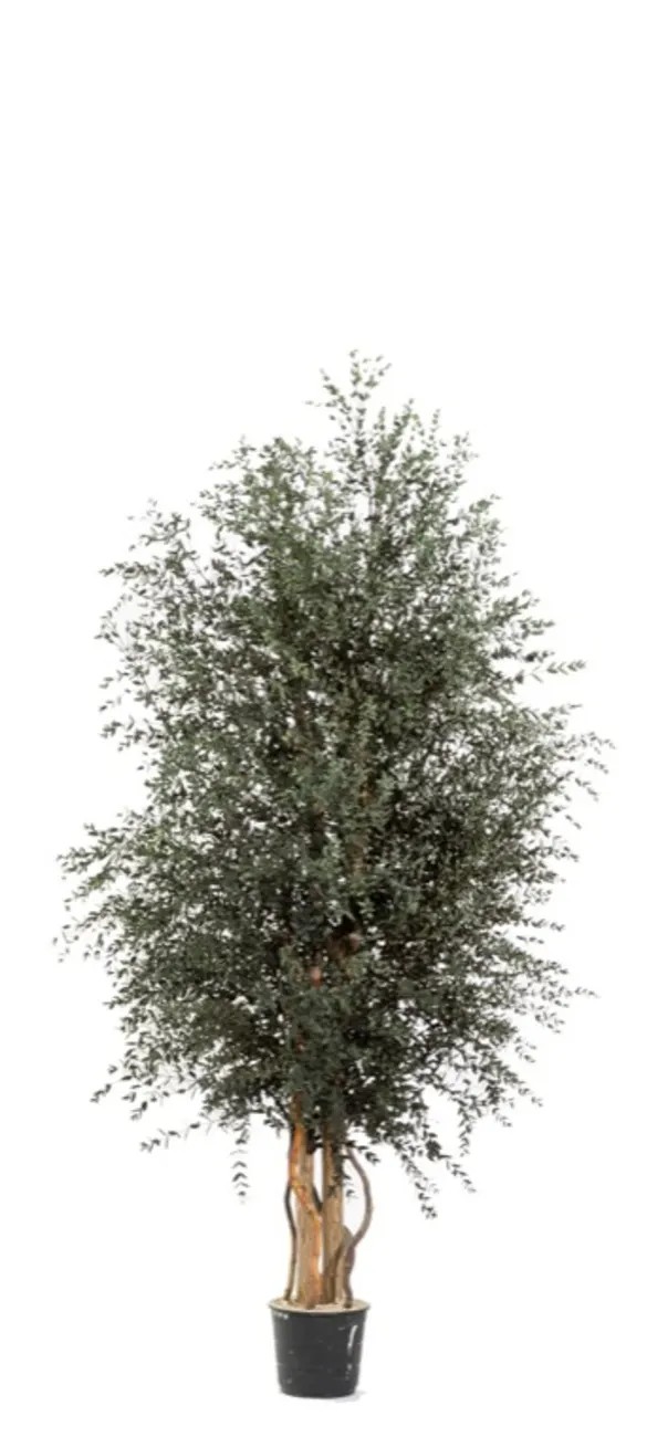 Parvifolia Wide stabilisé 130cm