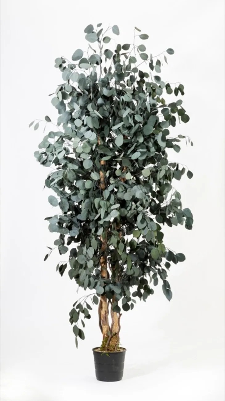 Eucalyptus Populus wide stabilisé vert 180cm