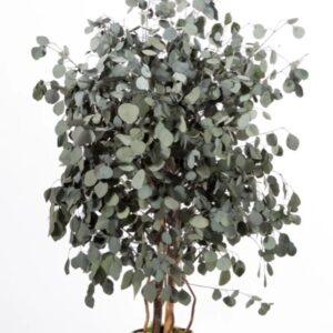 Eucalyptus Populus large stabilisé vert 130cm