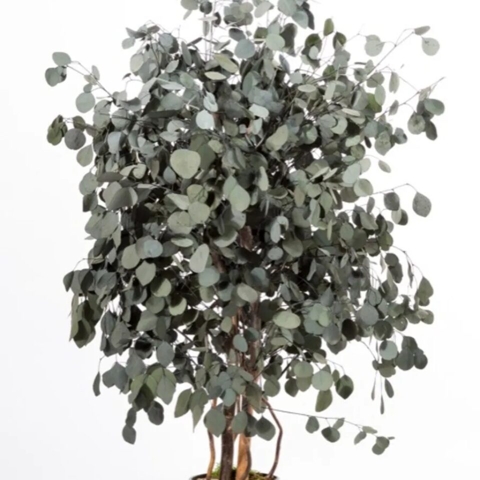 Eucalyptus Populus Wide Stabilisé – Vert