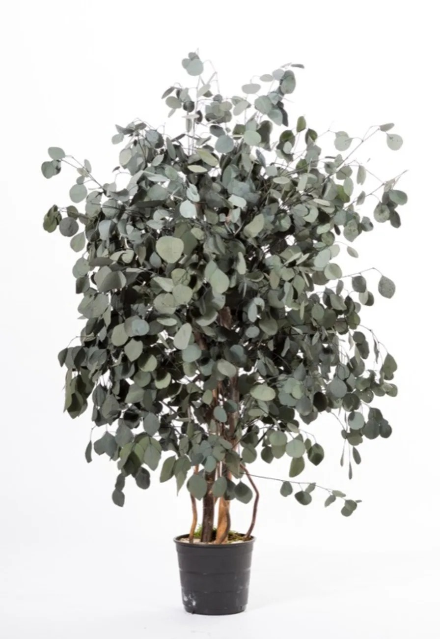 Eucalyptus Populus large stabilisé vert 130cm
