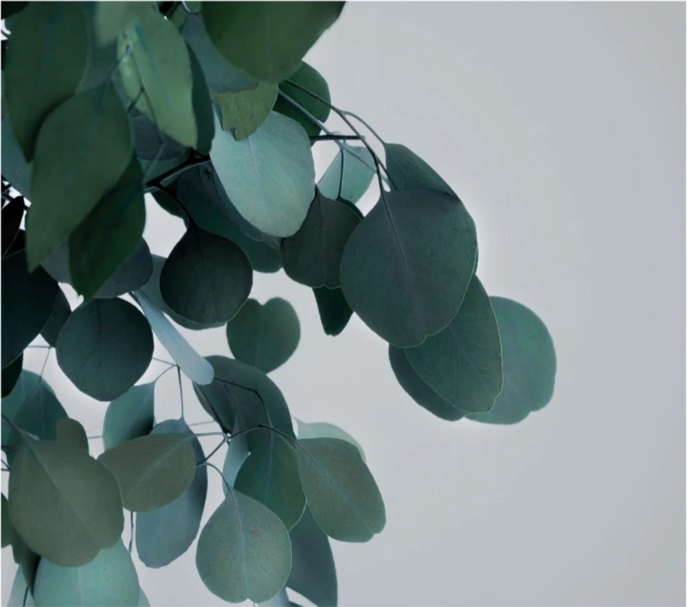 Eucalyptus Populus stabilisé vert